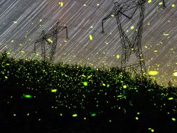 Fireflies - Pete Mauney